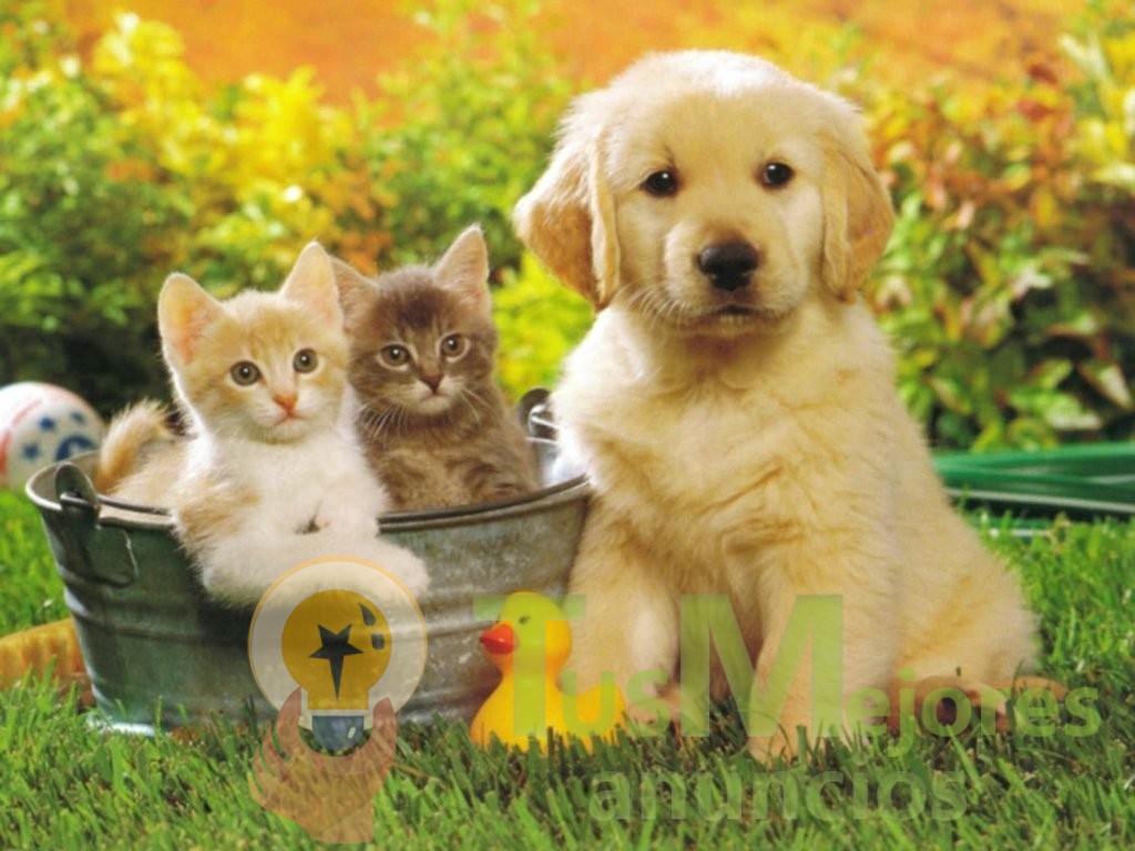 ¿Quieres tener tu una mascota? Ósea un perrito o gatito